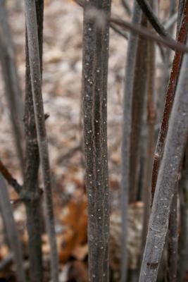 Viburnum dentatum 'Synnestvedt' (CHICAGO LUSTRE) (CHICAGO LUSTRE® Southern Arrowwood), bark, branch