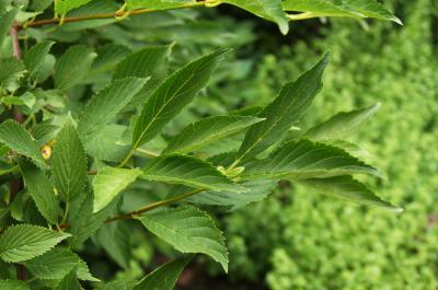 Viburnum farreri 'KLMW' (WHITE PERFUME) (NAME), leaf, summer