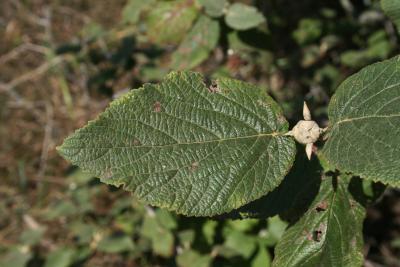 Viburnum lantana (Wayfaring Tree), leaf, upper surface