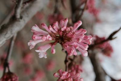 Viburnum farreri (Fragrant Viburnum), flower, bud, inflorescence