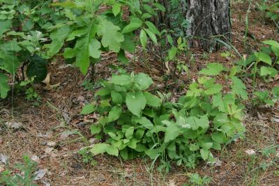 Viburnum lantana (Wayfaring Tree), habit, summer