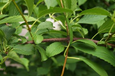 Viburnum farreri 'KLMW' (WHITE PERFUME) (NAME), bark, branch