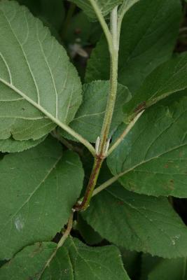 Viburnum lantana (Wayfaring Tree), bud, vegetative