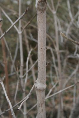 Viburnum lantana 'Mohican' (Mohican Wayfaring Tree), bark, branch
