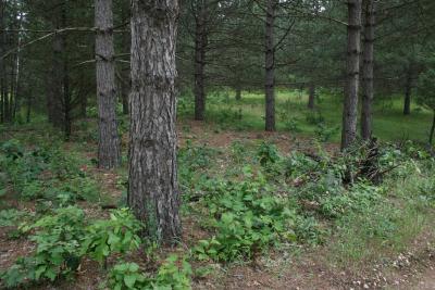 Viburnum lantana (Wayfaring Tree), habitat