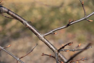 Viburnum farreri (Fragrant Viburnum), bark, twig