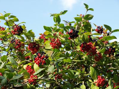 Viburnum lantana (Wayfaring Tree), fruit, mature, infructescence