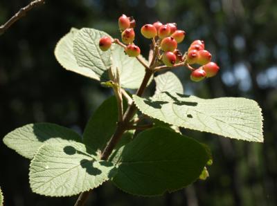 Viburnum lantana (Wayfaring Tree), fruit, immature, infructescence