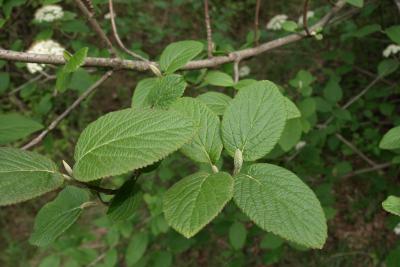 Viburnum lantana (Wayfaring Tree), leaf, spring