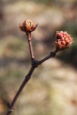 Viburnum farreri (Fragrant Viburnum), bud, flower