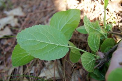 Viburnum lantana (Wayfaring Tree), leaf, lower surface