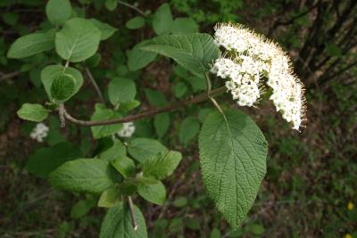 Viburnum lantana (Wayfaring Tree), inflorescence