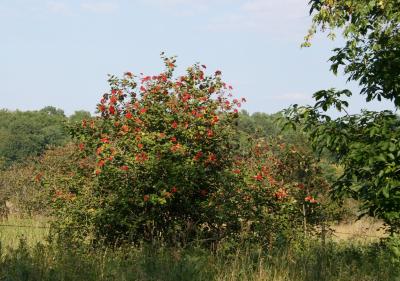 Viburnum lantana (Wayfaring Tree), habit, summer