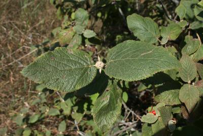 Viburnum lantana (Wayfaring Tree), leaf, summer