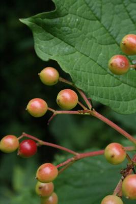 Viburnum opulus var. opulus (European Cranberry-bush), fruit, immature