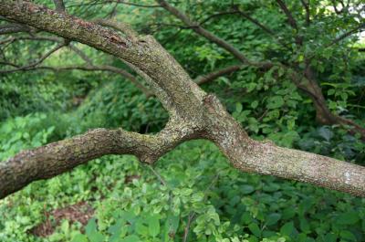 Viburnum prunifolium (Black-haw), bark, branch