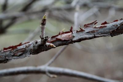 Viburnum molle (Kentucky Viburnum), bark, branch, bud, terminal