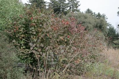 Viburnum opulus var. opulus (European Cranberry-bush), habit, fall