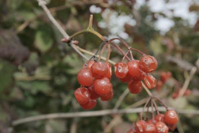 Viburnum opulus var. opulus (European Cranberry-bush), fruit, mature