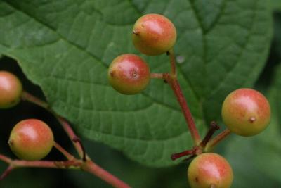 Viburnum opulus var. opulus (European Cranberry-bush), fruit, immature