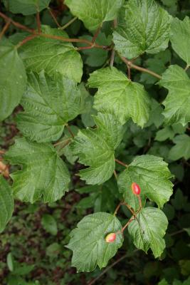 Viburnum opulus var. opulus (European Cranberry-bush), leaf, summer
