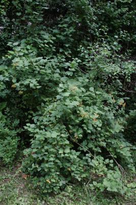 Viburnum opulus var. opulus (European Cranberry-bush), habit, summer