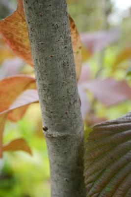 Viburnum sieboldii 'Wavecrest' (Wavecrest Siebold's Viburnum), bark, branch