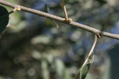 Elaeagnus angustifolia (Russian-olive), bud, vegetative
