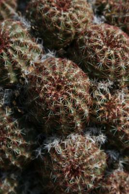 Echinocereus viridiflorus (Nylon Hedgehog Cactus), habit, summer