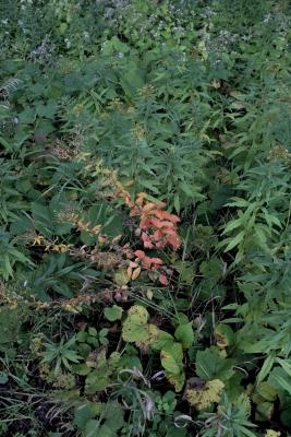 Euphorbia corollata (Flowering Spurge), habit, fall