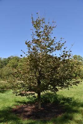 Tilia platyphyllos (Big-leaved Linden), habit, fall