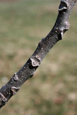 Juglans cinerea (Butternut), bark, twig