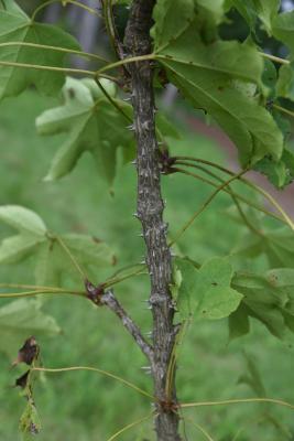 Kalopanax septemlobus (Castor-aralia), bark, mature, thorns