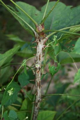 Kalopanax septemlobus (Castor-aralia), bud, vegetative