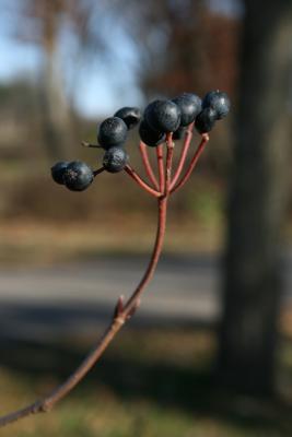 Viburnum acerifolium (Maple-leaved Viburnum), infructescence, fruit, mature