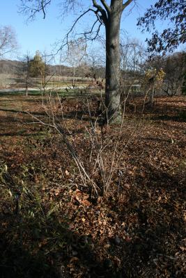 Viburnum opulus var. americanum (American Cranberry-bush), habit, fall