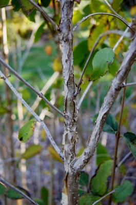 Viburnum burejaeticum (Manchurian Viburnum), bark, branch