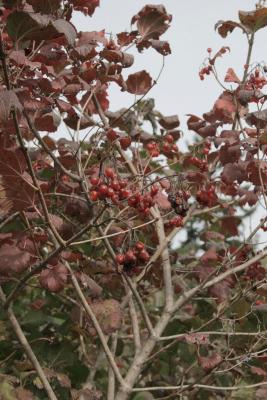 Viburnum opulus var. opulus (European Cranberry-bush), infructescence