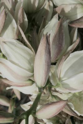 Yucca angustissima var. angustissima (Narrow-leaved yucca), bud, flower