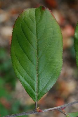 Aronia arbutifolia ‘Brilliantissima’ (Brilliant red chokeberry), leaves, upper surface