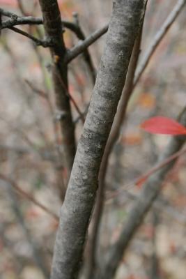 Aronia arbutifolia ‘Brilliantissima’ (Brilliant red chokeberry), bark, mature