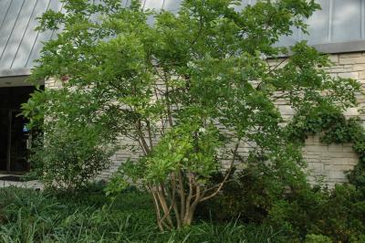Chionanthus retusus Lindl. & Paxt. (Chinese fringe tree), habit