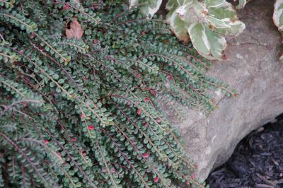Cotoneaster adpressus Bois (creeping cotoneaster), leaves
