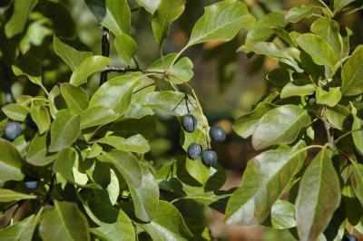 Chionanthus retusus Lindl. & Paxt. (Chinese fringe tree), fruit, mature