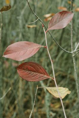 Aronia prunifolia (Marsh.) Rehd. (purple chokeberry), leaves