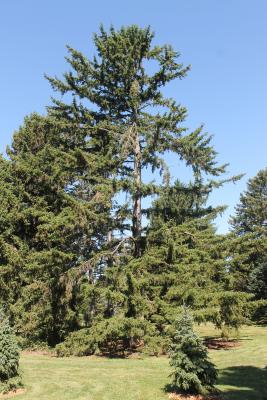 Koyama spruce at The Morton Arboretum