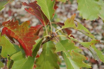 Quercus michauxii Nutt. (swamp chestnut oak), buds, terminal