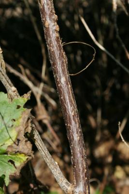 Ribes americanum Mill. (American black currant), bark, branch