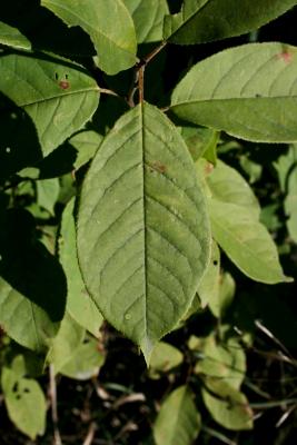Prunus virginiana L. (choke cherry), leaves, upper surface