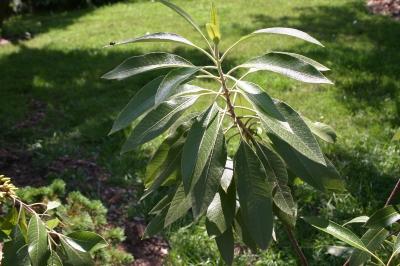 Leitneria floridana Chapm. (corkwood), leaves